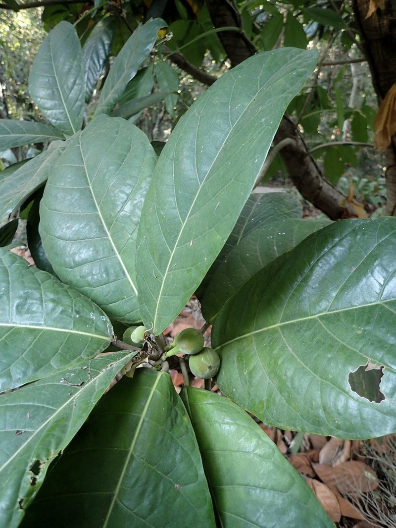 Ficus habrophylla photo 4