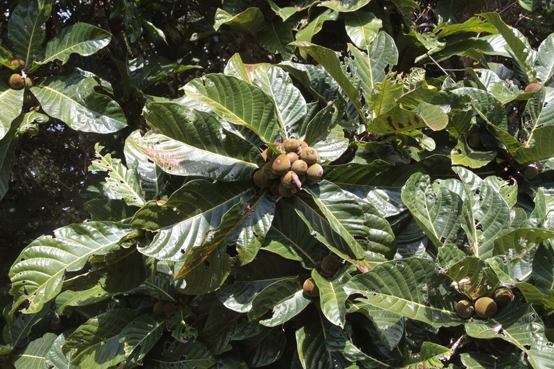Ficus habrophylla photo 5