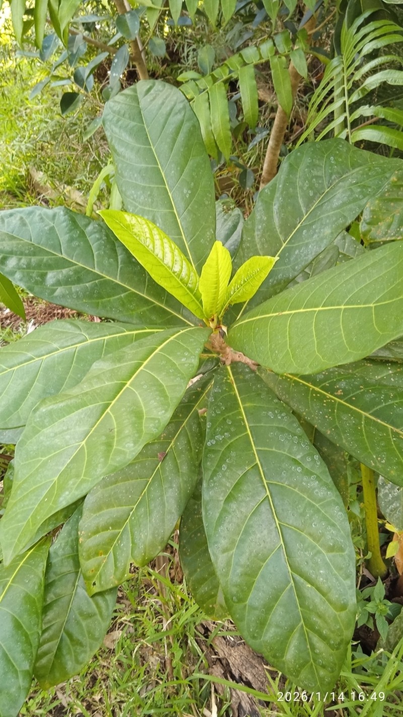 Ficus habrophylla photo 6