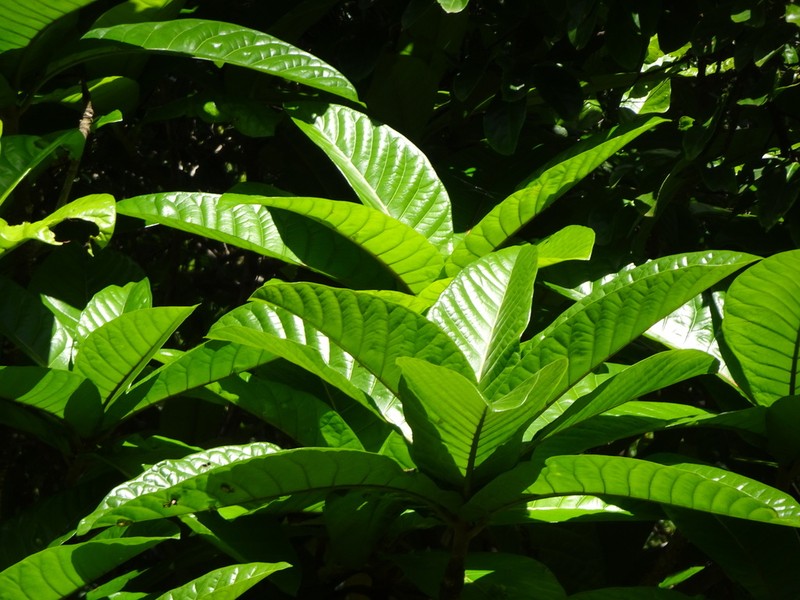 Ficus habrophylla photo 7