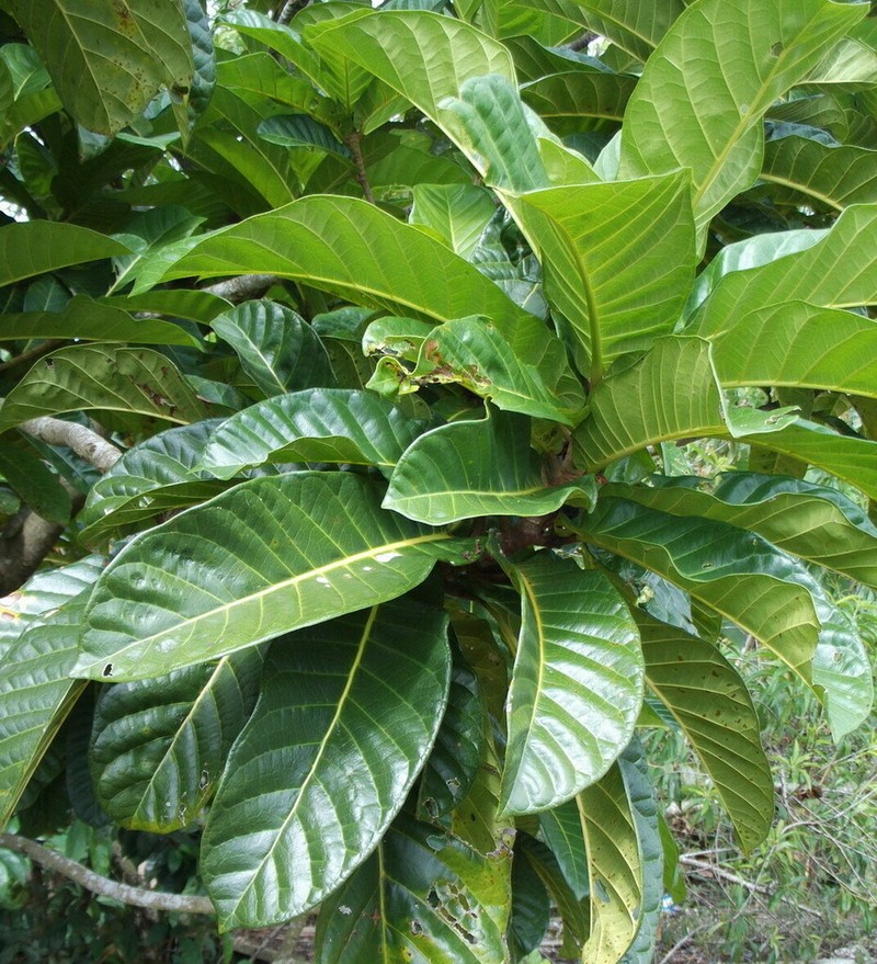 Ficus habrophylla photo 8