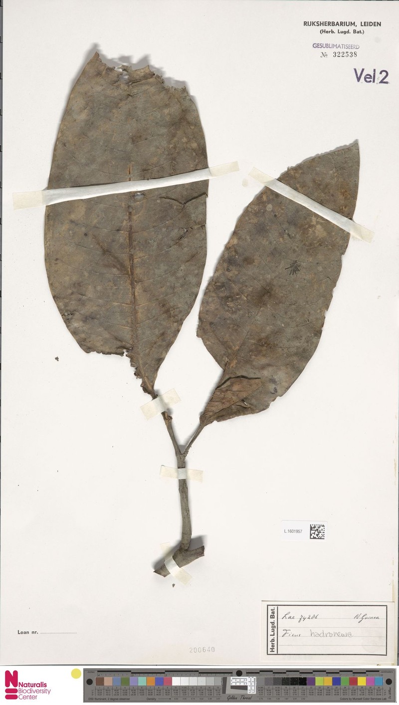 Ficus hadroneura