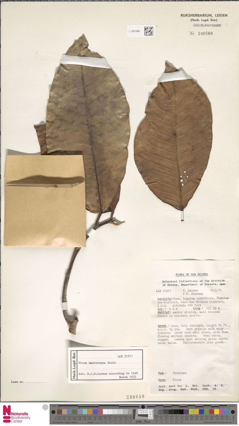 Ficus hadroneura photo 3
