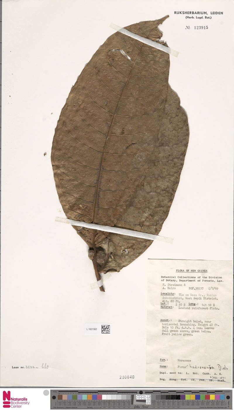 Ficus hadroneura photo 4