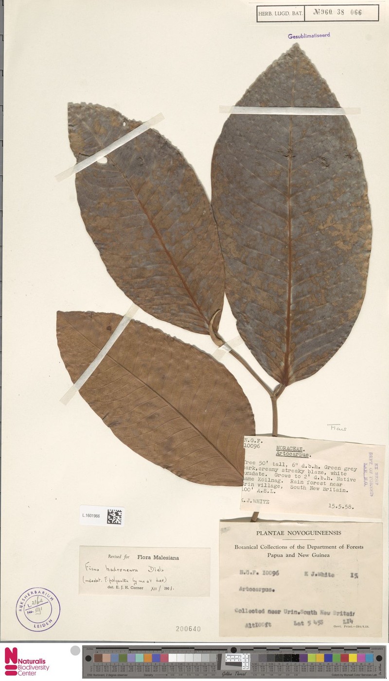 Ficus hadroneura photo 5