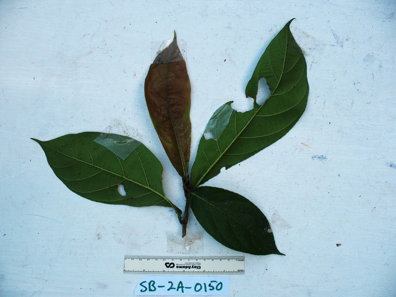 Ficus hahliana