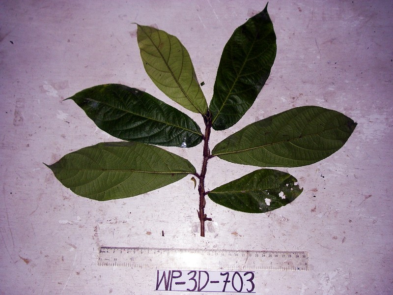 Ficus hahliana photo 2