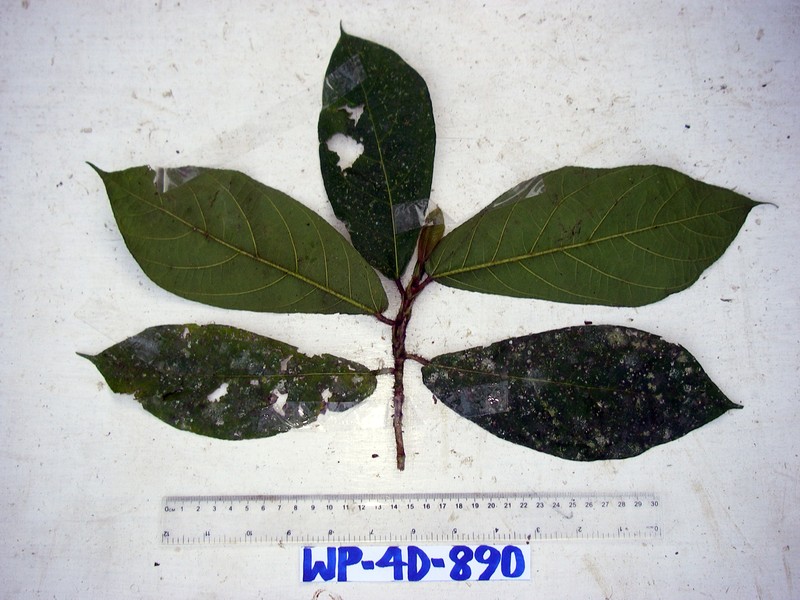 Ficus hahliana photo 3