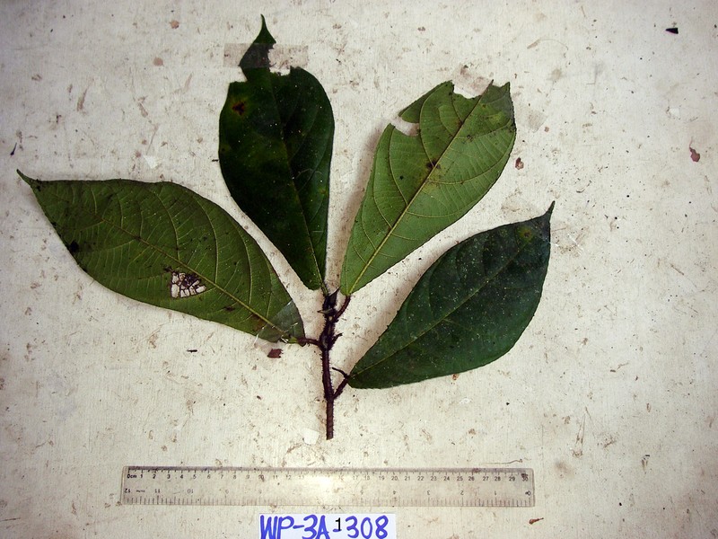 Ficus hahliana photo 4