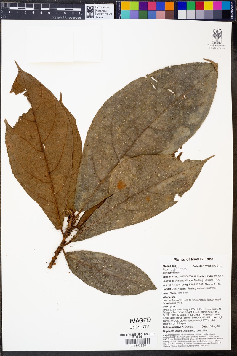 Ficus hahliana photo 5