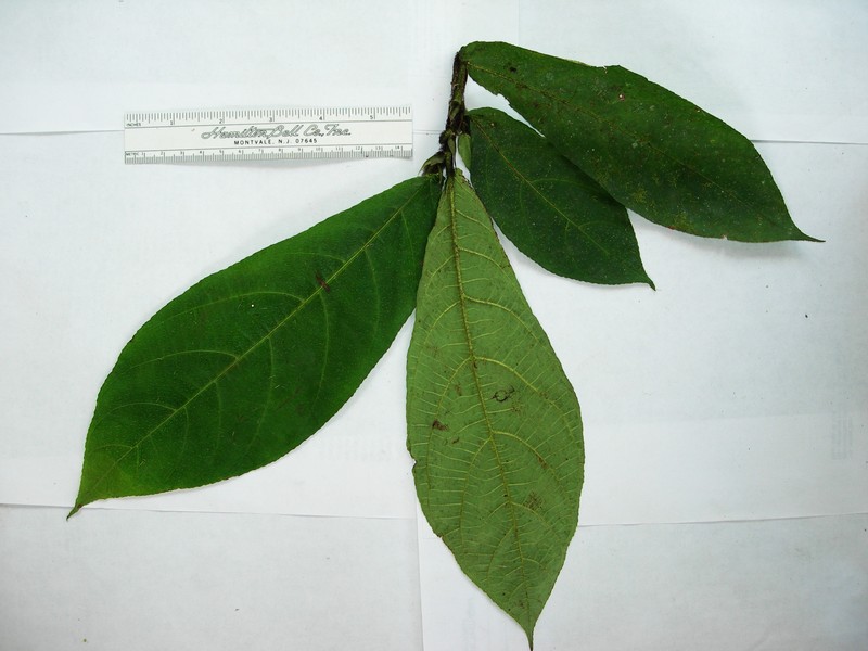 Ficus hahliana photo 6
