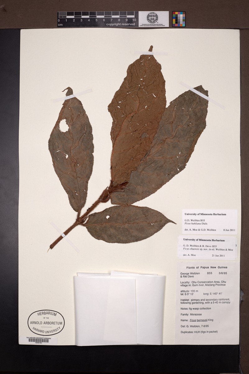 Ficus hahliana photo 8
