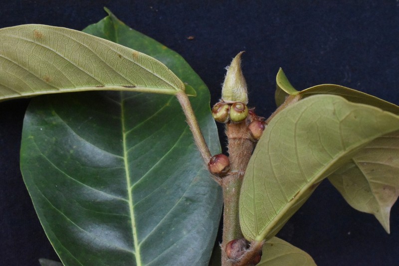 Ficus hartwegii
