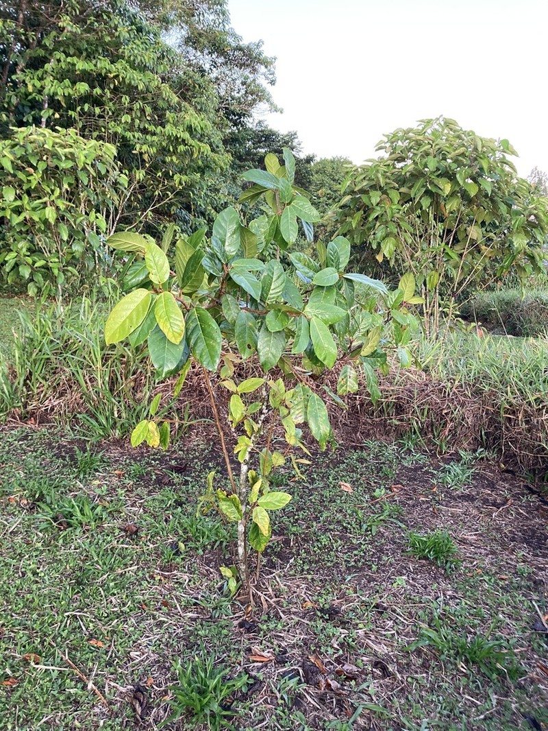 Ficus hartwegii photo 3