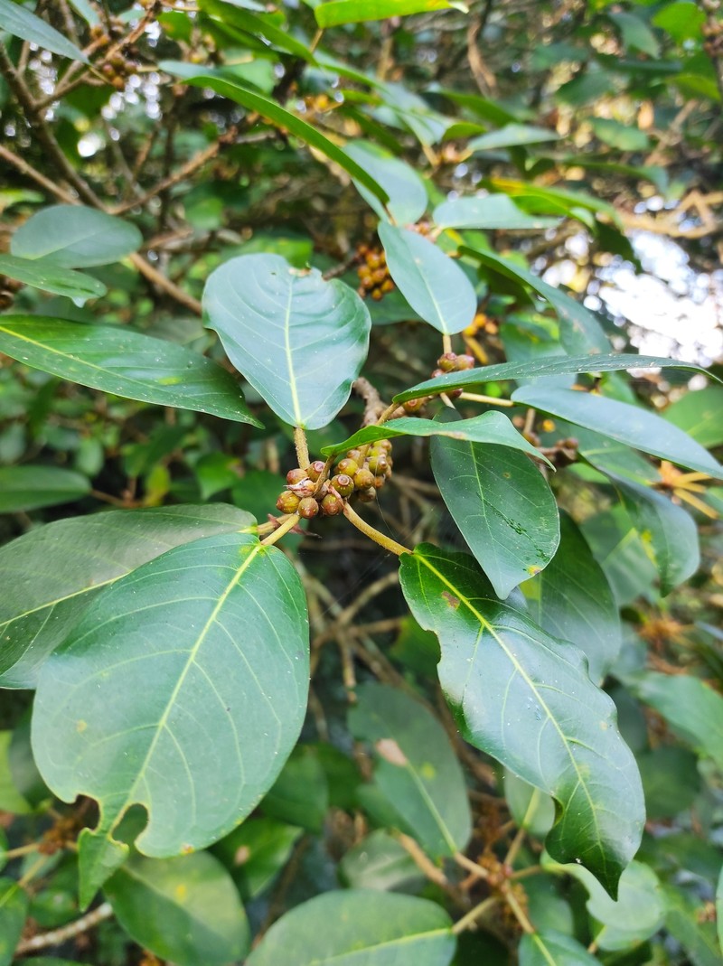 Ficus hartwegii photo 4