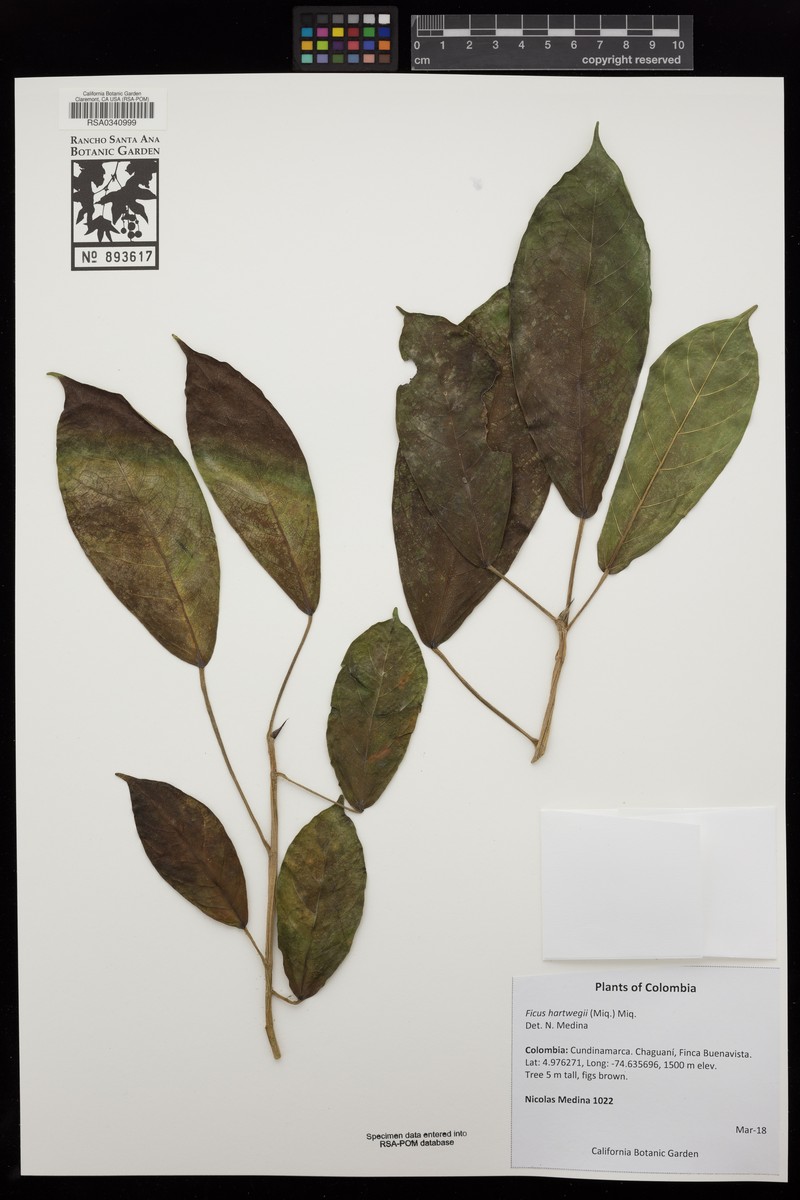 Ficus hartwegii photo 5