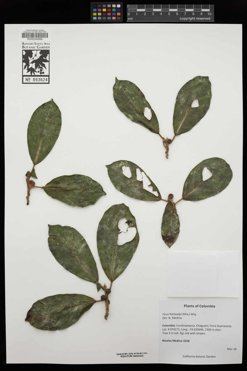 Ficus hartwegii photo 6