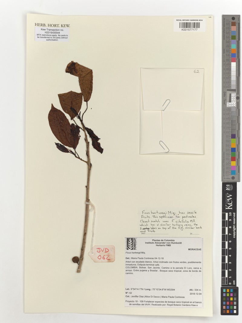 Ficus hartwegii photo 7