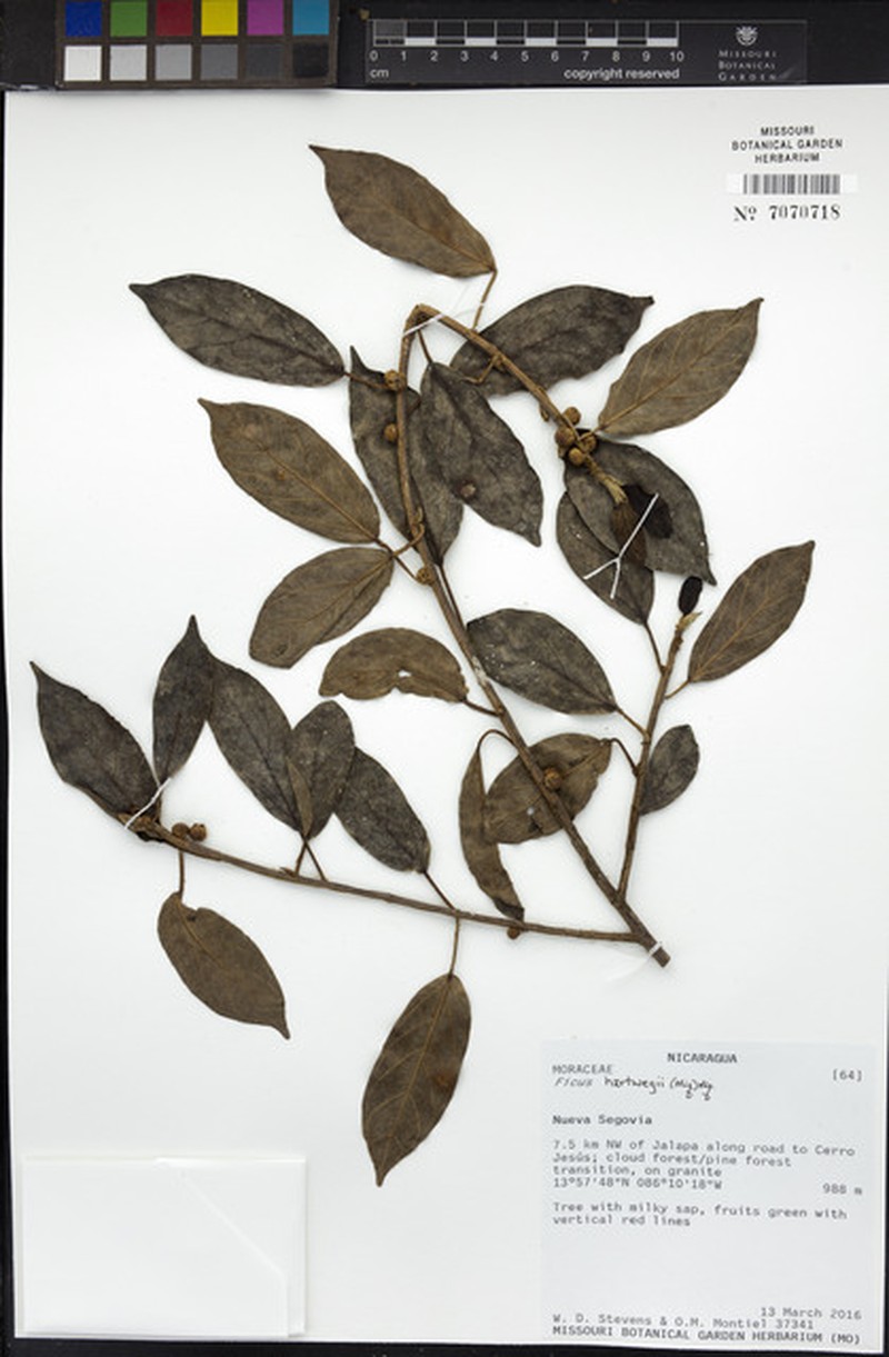 Ficus hartwegii photo 8