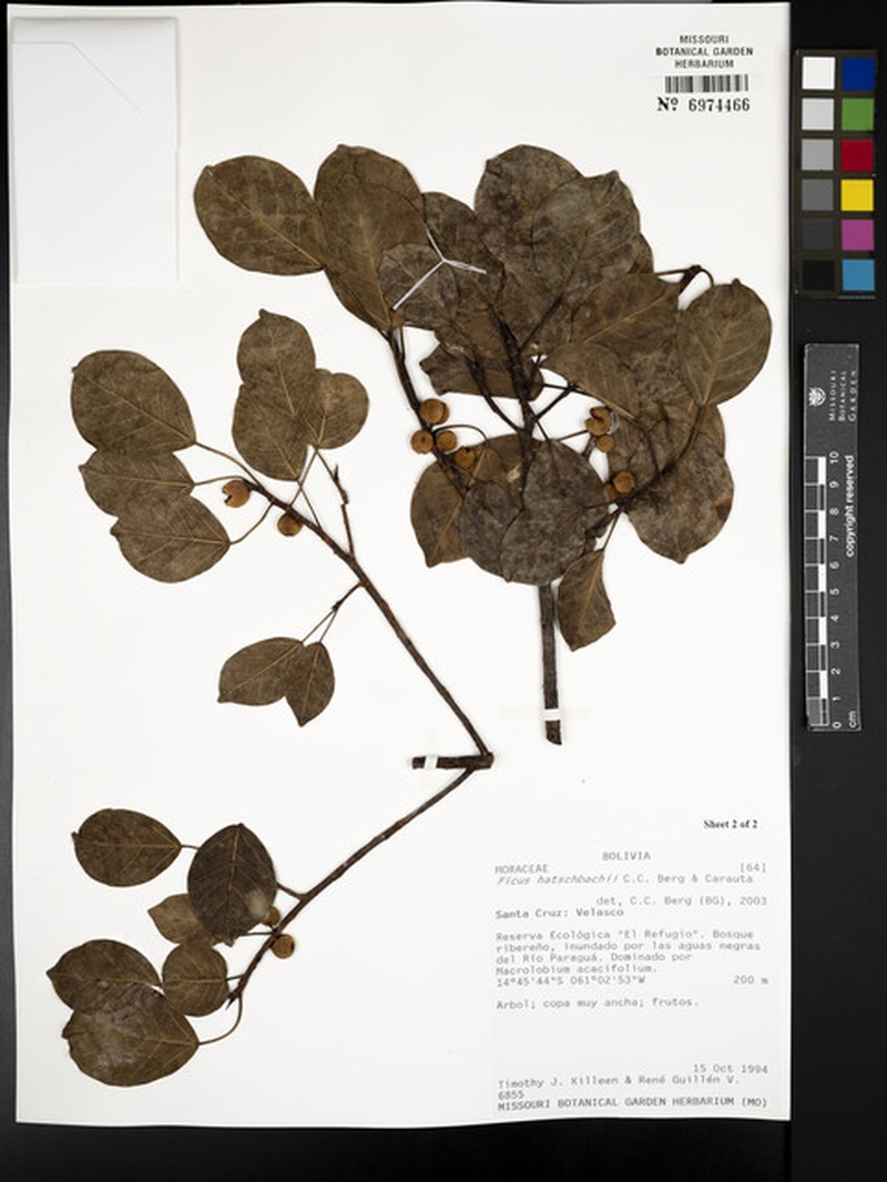 Ficus hatschbachii