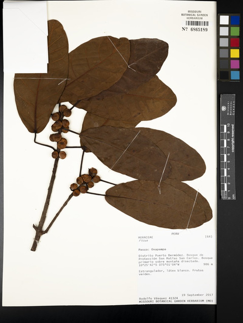 Ficus hebetifolia