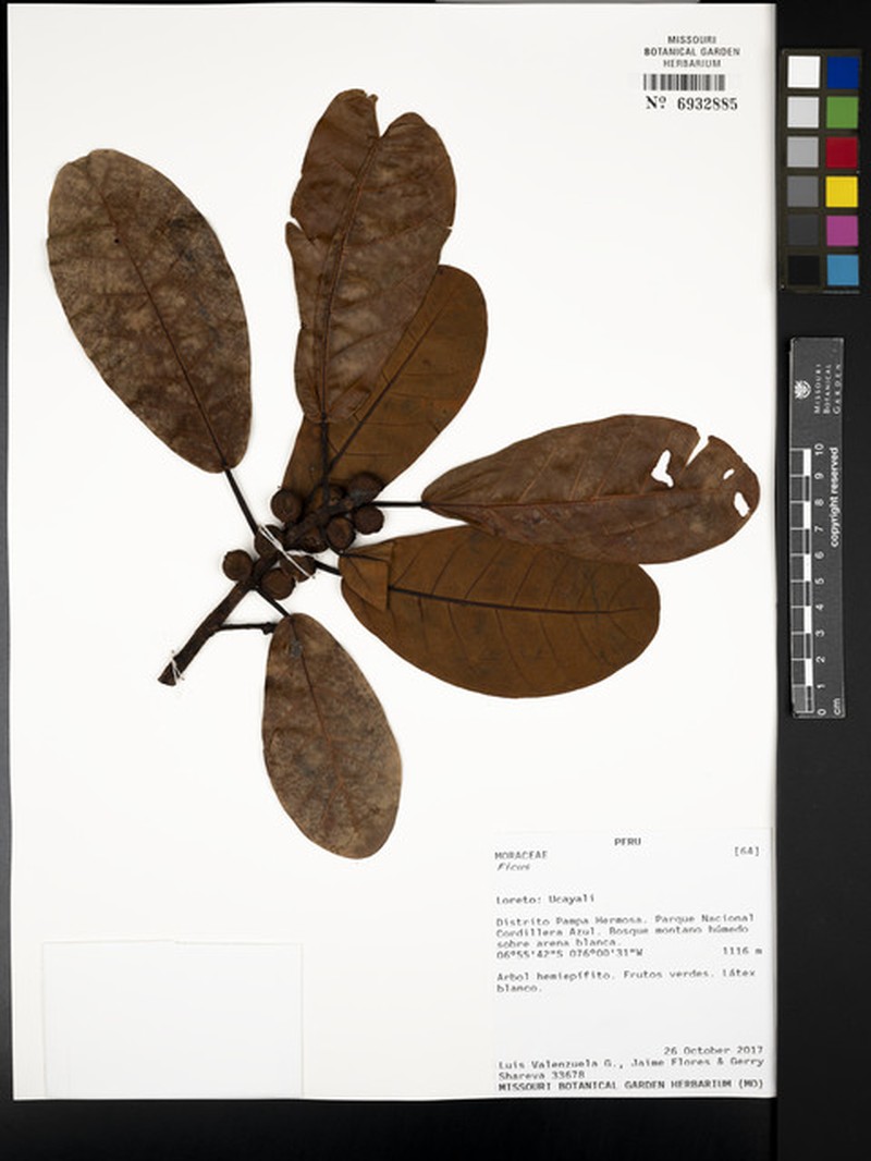Ficus hebetifolia photo 2