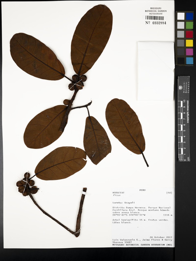 Ficus hebetifolia photo 3
