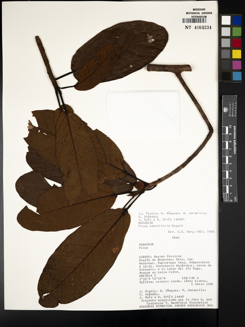 Ficus hebetifolia photo 4