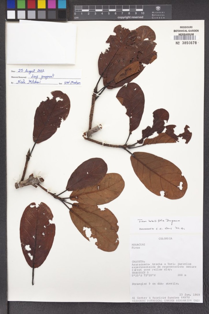 Ficus hebetifolia photo 5