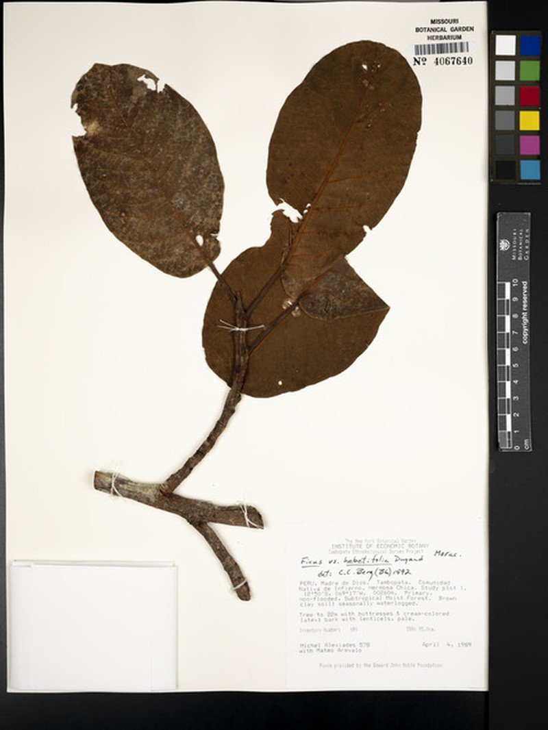 Ficus hebetifolia photo 6