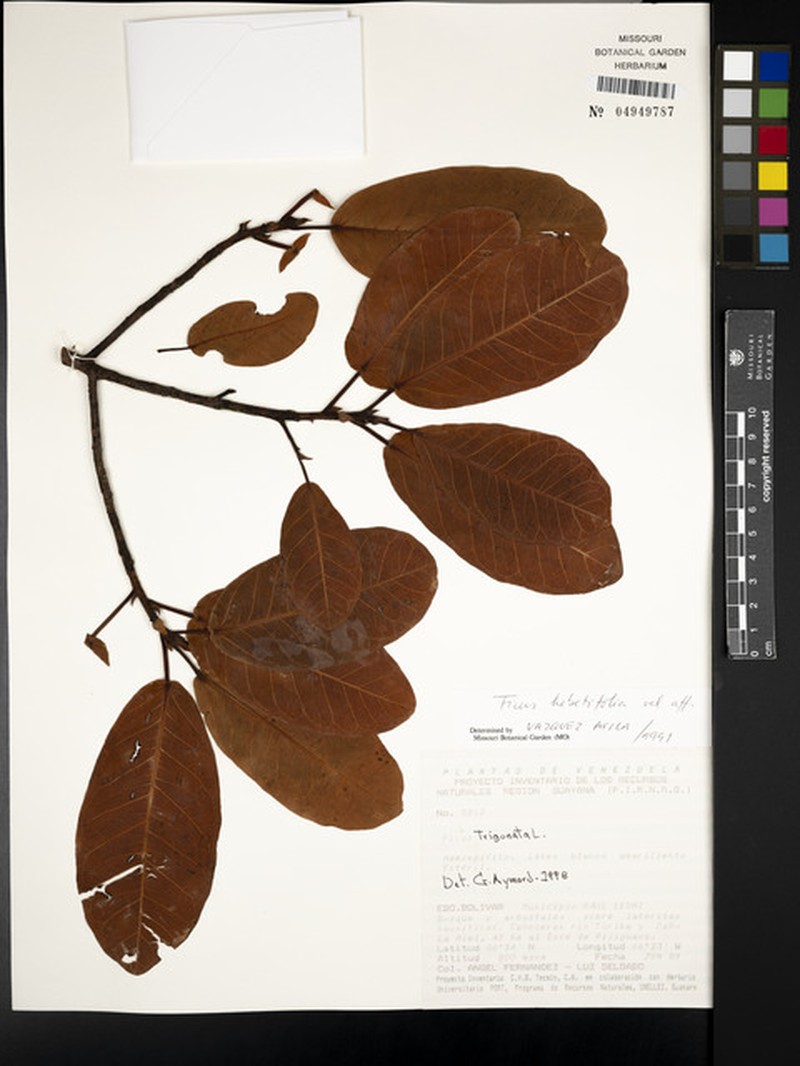 Ficus hebetifolia photo 7