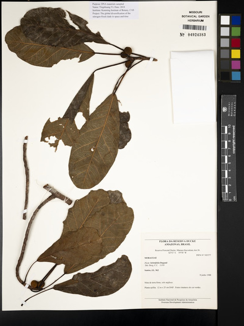 Ficus hebetifolia photo 8