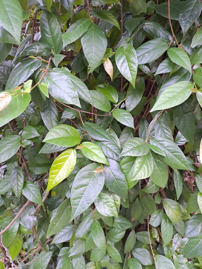 Ficus hederacea