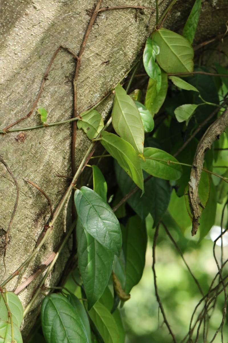 Ficus hederacea photo 2