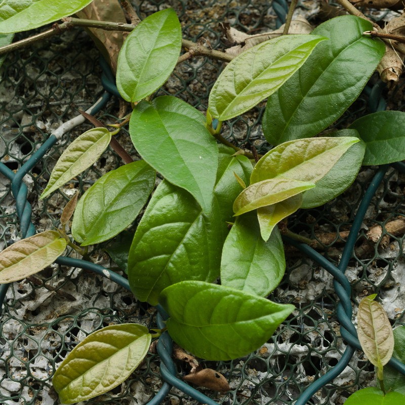 Ficus hederacea photo 3