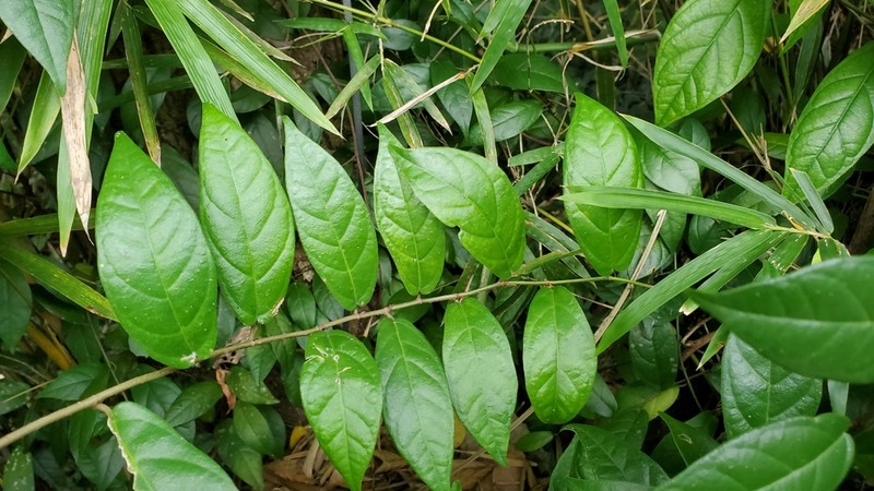 Ficus hederacea photo 4