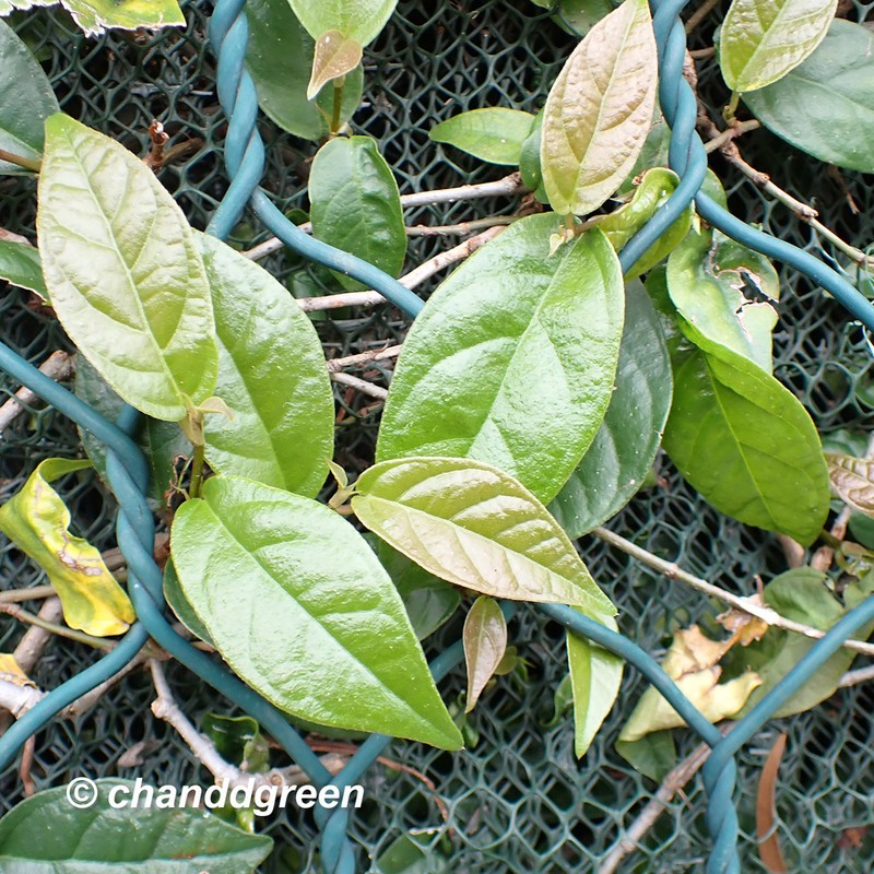 Ficus hederacea photo 5