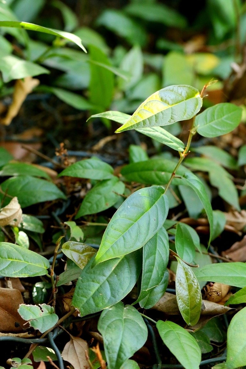 Ficus hederacea photo 6