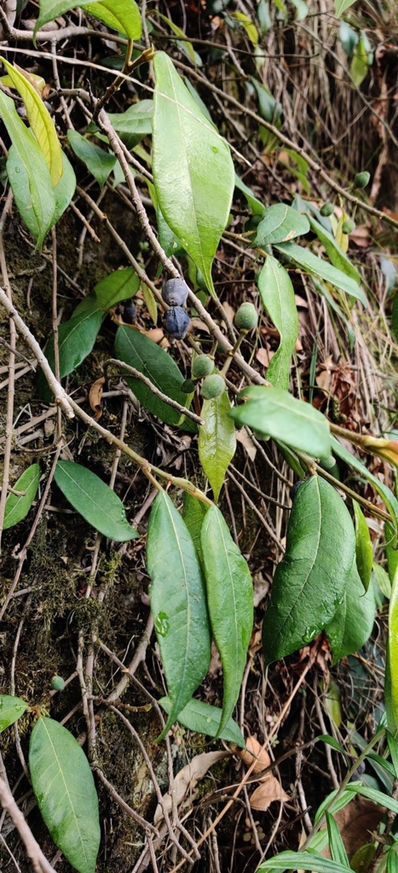 Ficus hederacea photo 7