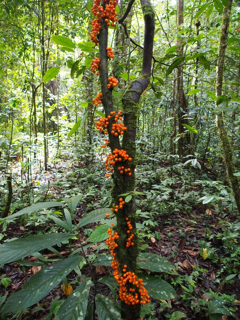 Ficus hemsleyana