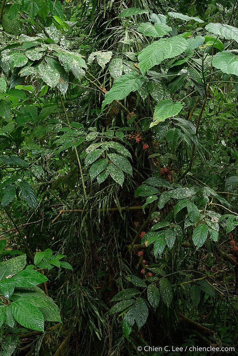 Ficus hemsleyana photo 4
