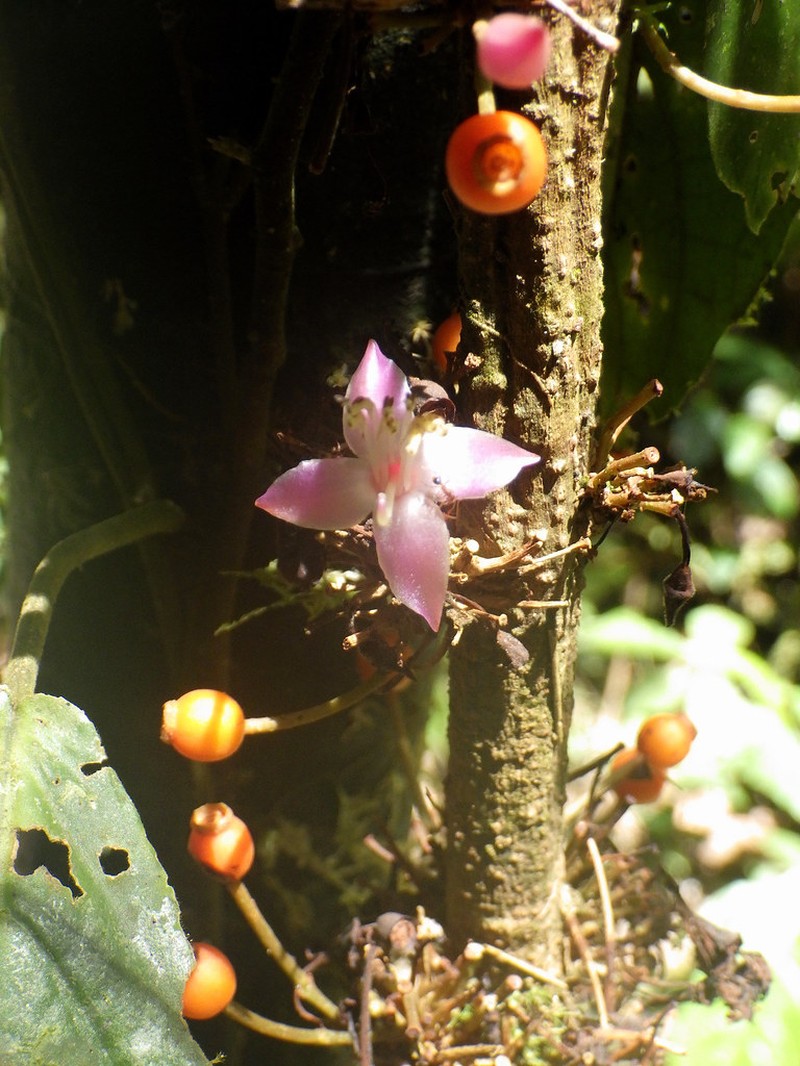 Ficus hemsleyana photo 8