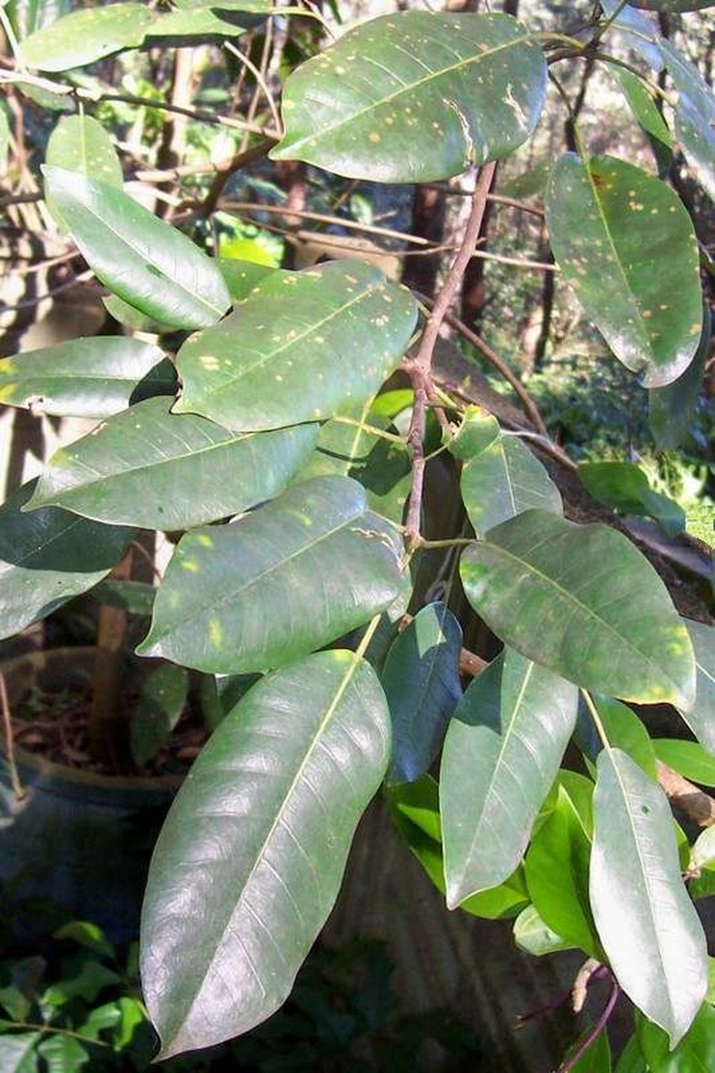 Ficus henneana