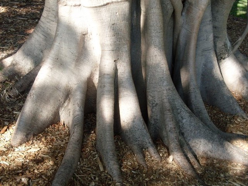 Ficus henneana photo 2