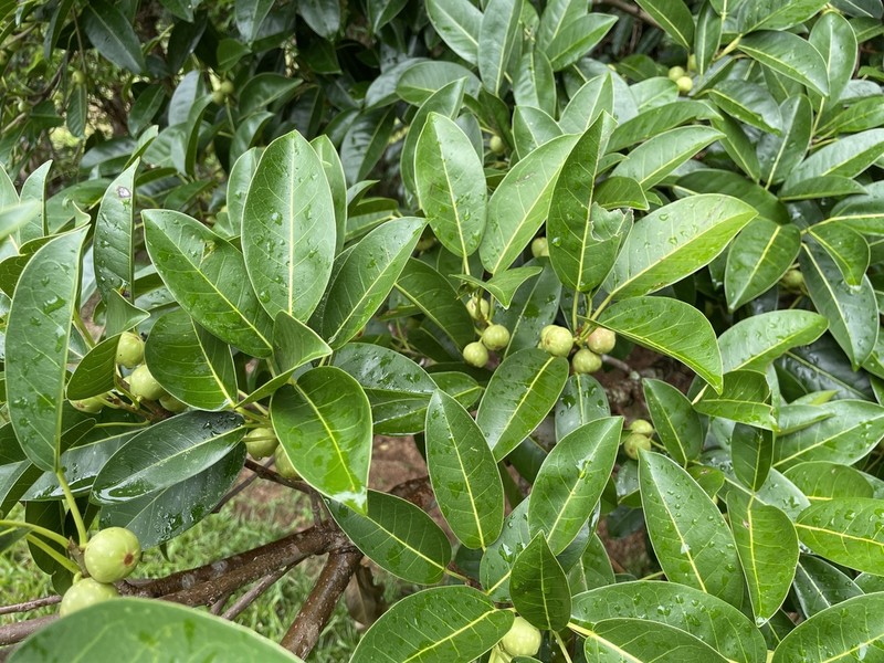 Ficus henneana photo 4