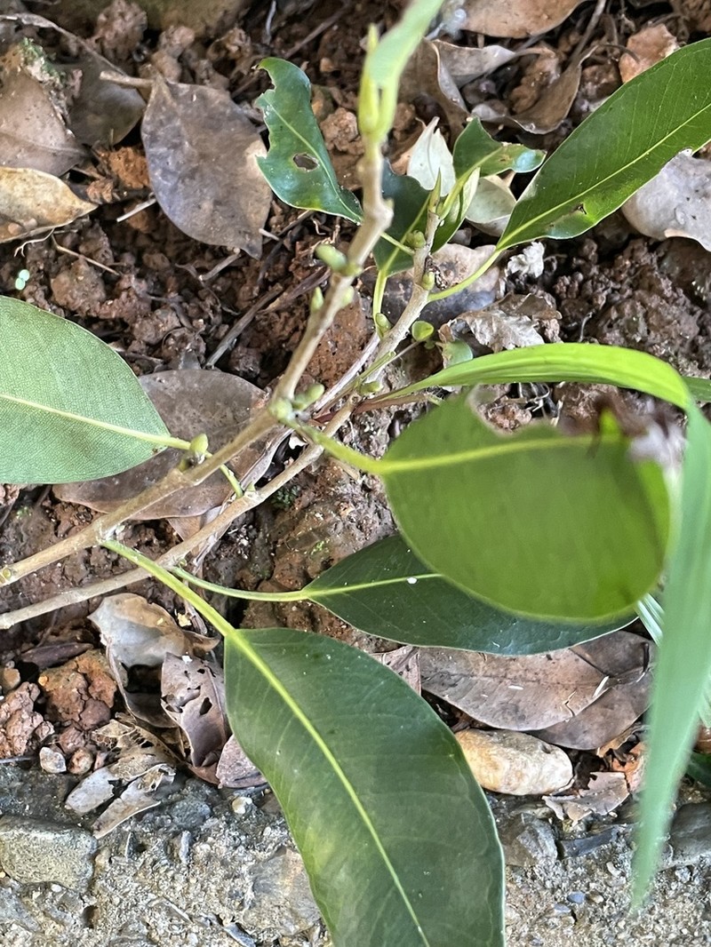 Ficus henneana photo 6