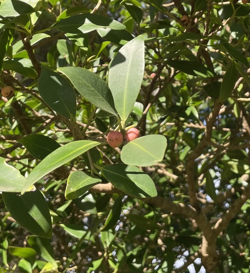 Ficus henneana photo 7