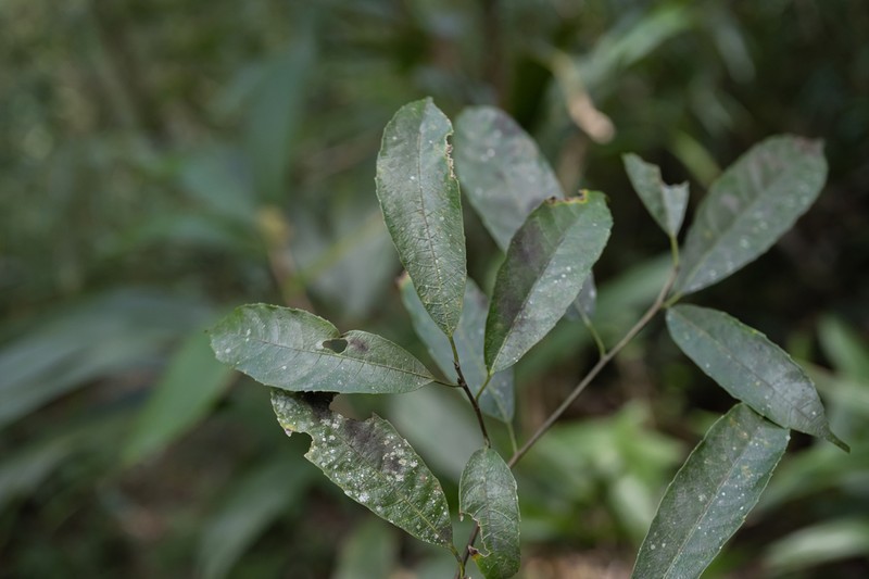 Ficus henryi