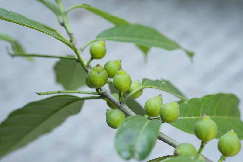 Ficus henryi photo 2