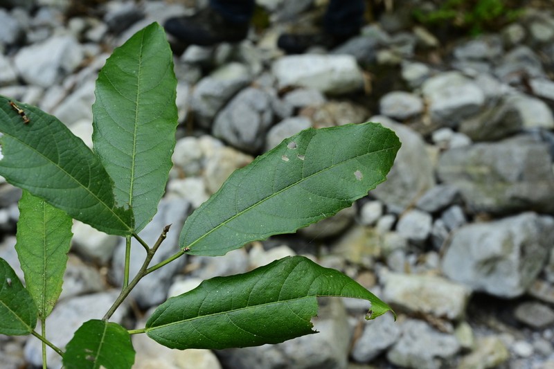 Ficus henryi photo 3
